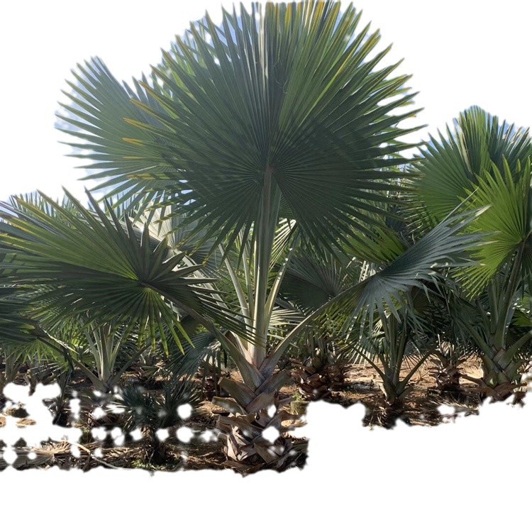 Fujian Bawang Brown Wholesale Jiangxi Bawang Brown Quote Zhejiang Bawang Brown Price Quality Assurance