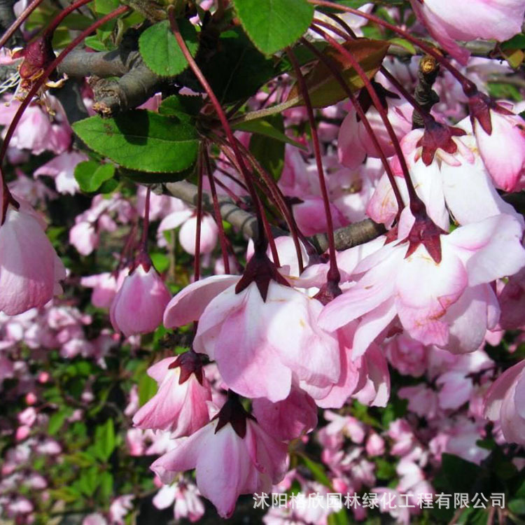 Silk Begonia Tree Base Wholesale Engineering Protective Tree Courtyard Ornamental Potted Green Flower Shrub Double-Petaled Begonia Tree