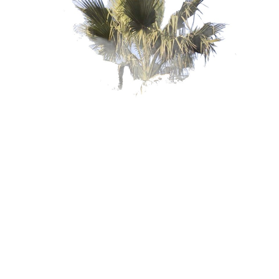 Jiangsu Washington Palm Quote Zhejiang Palm Price Washington Palm Supply Fujian Elderly Palm Wholesale