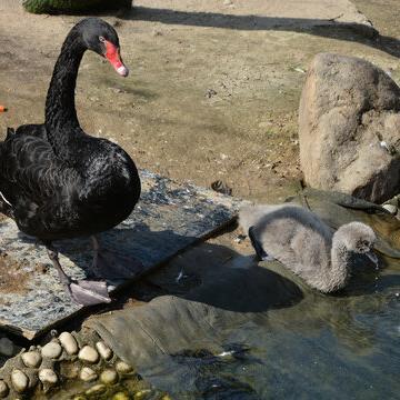 Adult Black Swans, Live Healthy Black Swans, Ornamental Grade Adult Black Swans, Sold in Pairs, Free Shipping and Live