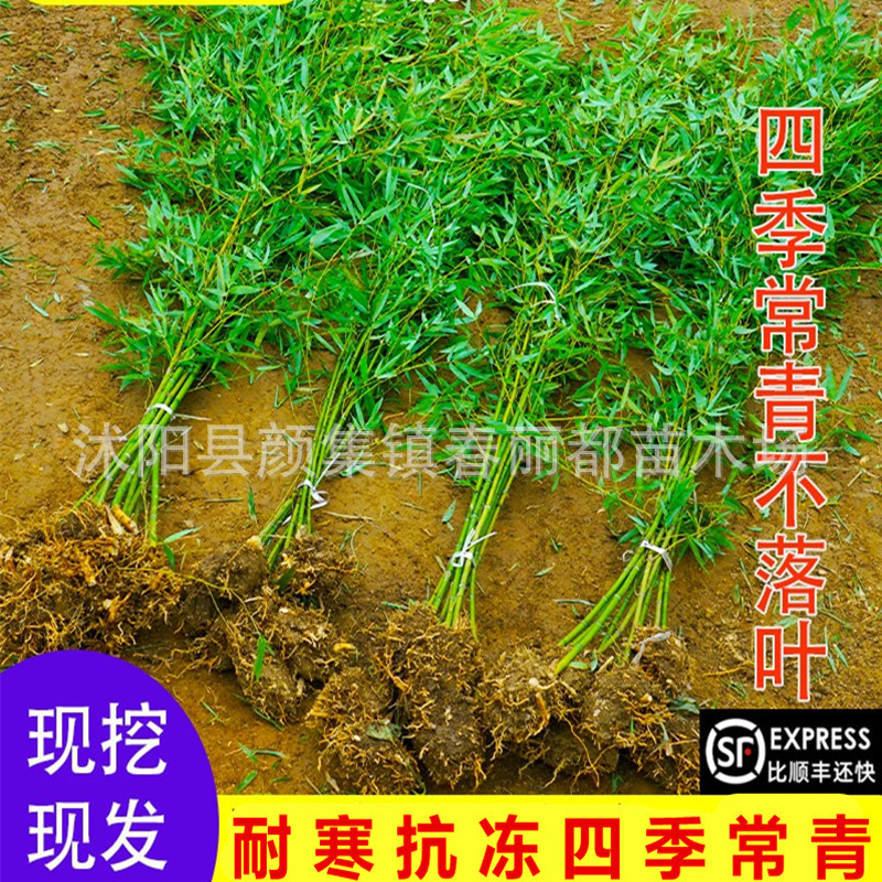 Evergreen and Cold-Resistant Plants in the Courtyard, Ornamental Bamboo Potted Green Bamboo and Purple Bamboo Seedlings, Golden Bamboo, Luohan Bamboo and Bamboo Seedlings