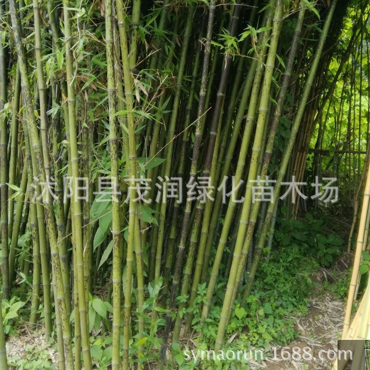 Courtyard Bamboo Green Bamboo Gold Inlaid Jade Bamboo Purple Bamboo Arhat Bamboo Xiangfei Bamboo Tortoise Shell Bamboo Garden Greening Project Bamboo Seedlings
