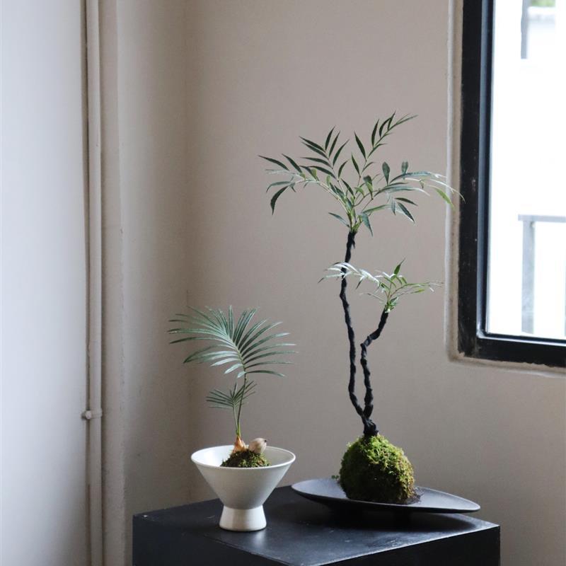 Растение Sota с моховым шаром, топ-10 преимуществ, японский чайный стол, мини-бонсай для ванной