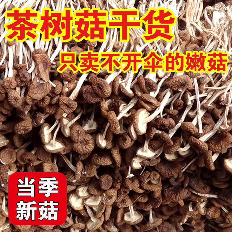 【Net Weight Without Desiccant】Unopened Dried Tea Tree Mushrooms, Fresh Tea Tree Mushroom Ingredients for Soup, Wholesale
