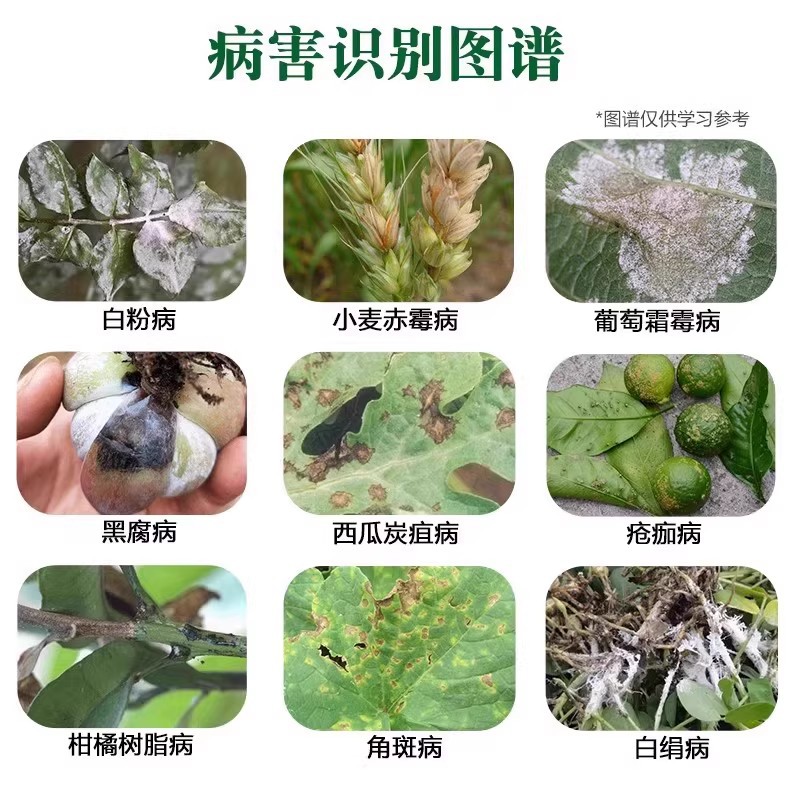 Pyraclostrobin, Pyraclostrobin, Pyraclostrobin, Wheat, Cucumber Powdery Mildew, Pear Rust, Pesticide Fungicide