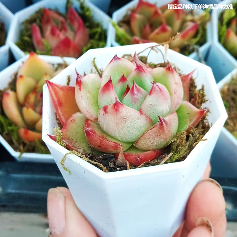 Free Shipping Succulents with Pots, Green Plants, Succulent Small Potted Plants, Kindergarten Small Gifts, Prizes, Promotional Event Gifts