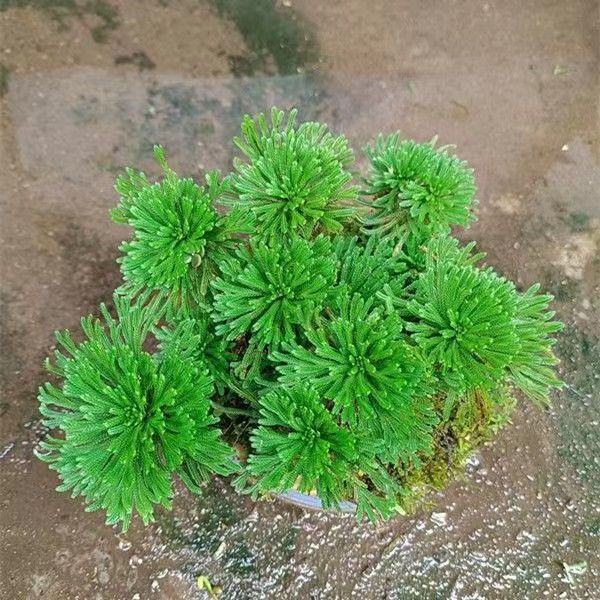 Platycladus Plant Green Potted Pure Nine-Death Resurrection Grass Indoor All-Season Evergreen Bonsai Small Leaf Wild Nine-Death Grass