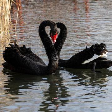 Аутентичные утята черного лебедя, живые сеянцы, высокая выживаемость, легкие в разведении, оптовая и розничная продажа черных лебедей, предоставление инструкций по разведению