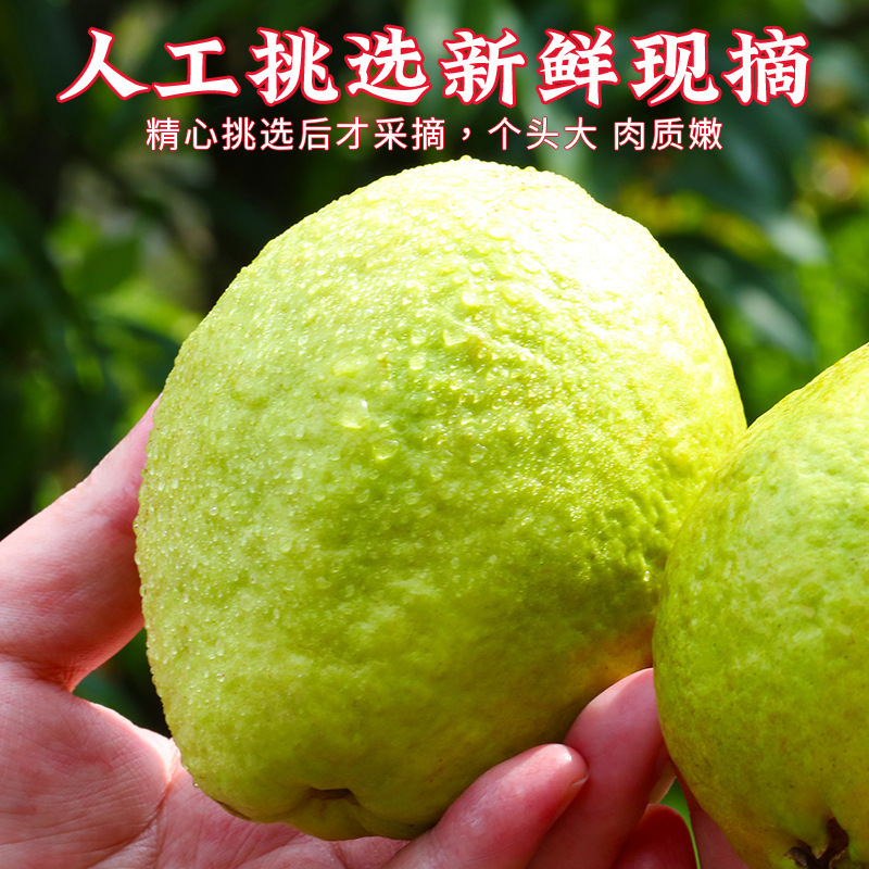 Guangxi Soft and Sticky Red Guava 2.5kg Fresh Tropical Fruit Guava Seasonal Rouge Soft and Sticky Sweet