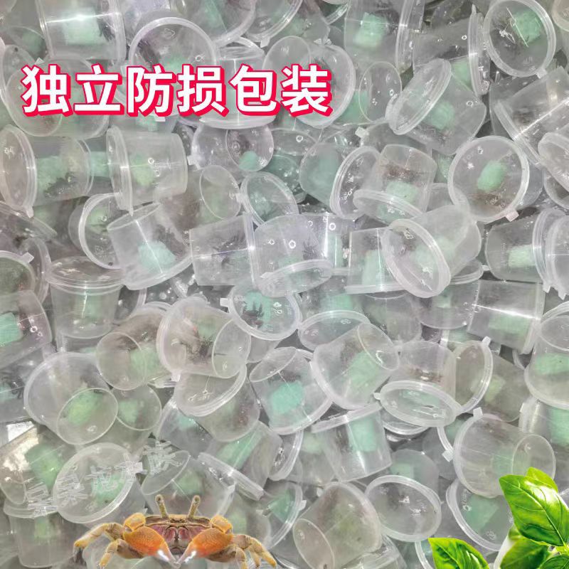 Pepper crab hand crab general crab wholesale hand crab stall small crab hand crab pet crab hermit crab pepper