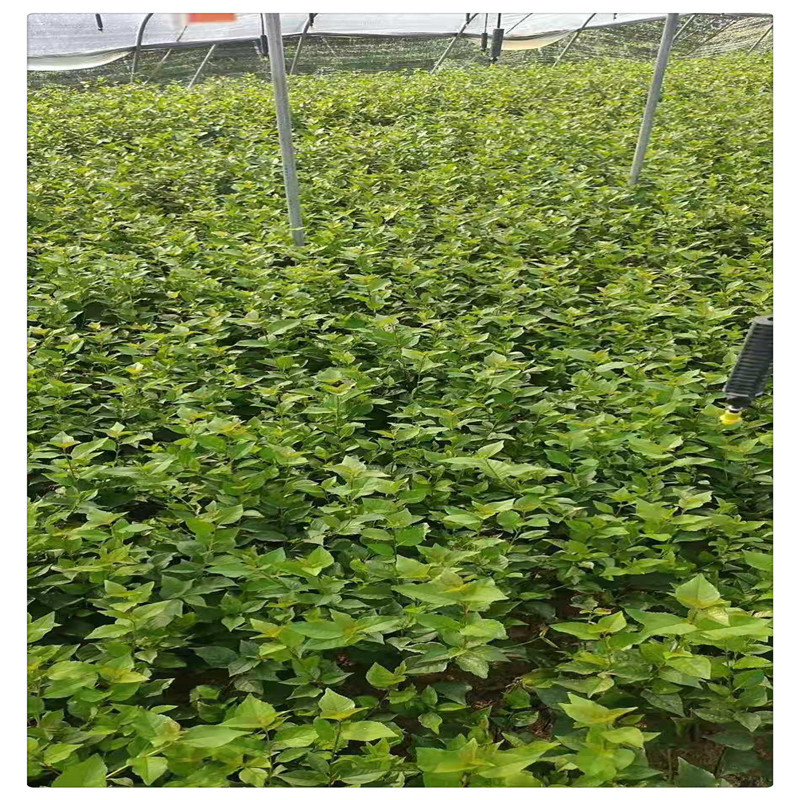 Dwarf Cherry Rootstock Seedlings Gisela No. 6 Cherry Rootstock Early Fruiting Gisela No. 12 Cherry Rootstock