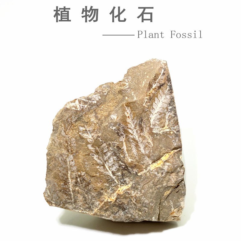 Окаменелость древнего растения пермского периода ветвь папоротника оригинальный камень образец для популярной науки