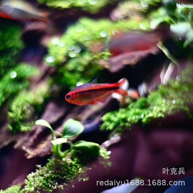 Shanghai Wholesale Fire Ant Lamp Red Fire Ant Devil Yellow Fire Ant Lamp Fish Live Tropical Ornamental Fish Small Fish Lamp Grass