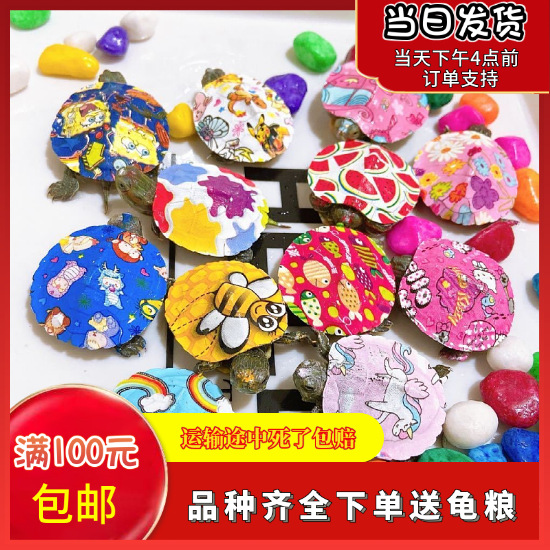 Цветные маленькие черепахи, яркие золотые бразильские черепахи, травяные черепахи, уличные киоски, живые животные, оптовая продажа маленьких черепах, домашние черепахи, декоративные черепахи