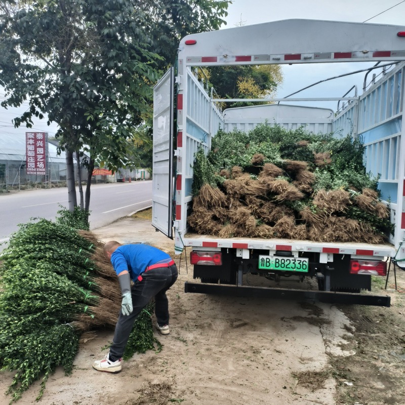Prickly Fence Hawthorn Seedlings, 2-Year-Old Hawthorn Saplings, Height 50cm Cm, Citrus Aurantium Saplings, Shipped with Moisture Retention and Free Shipping