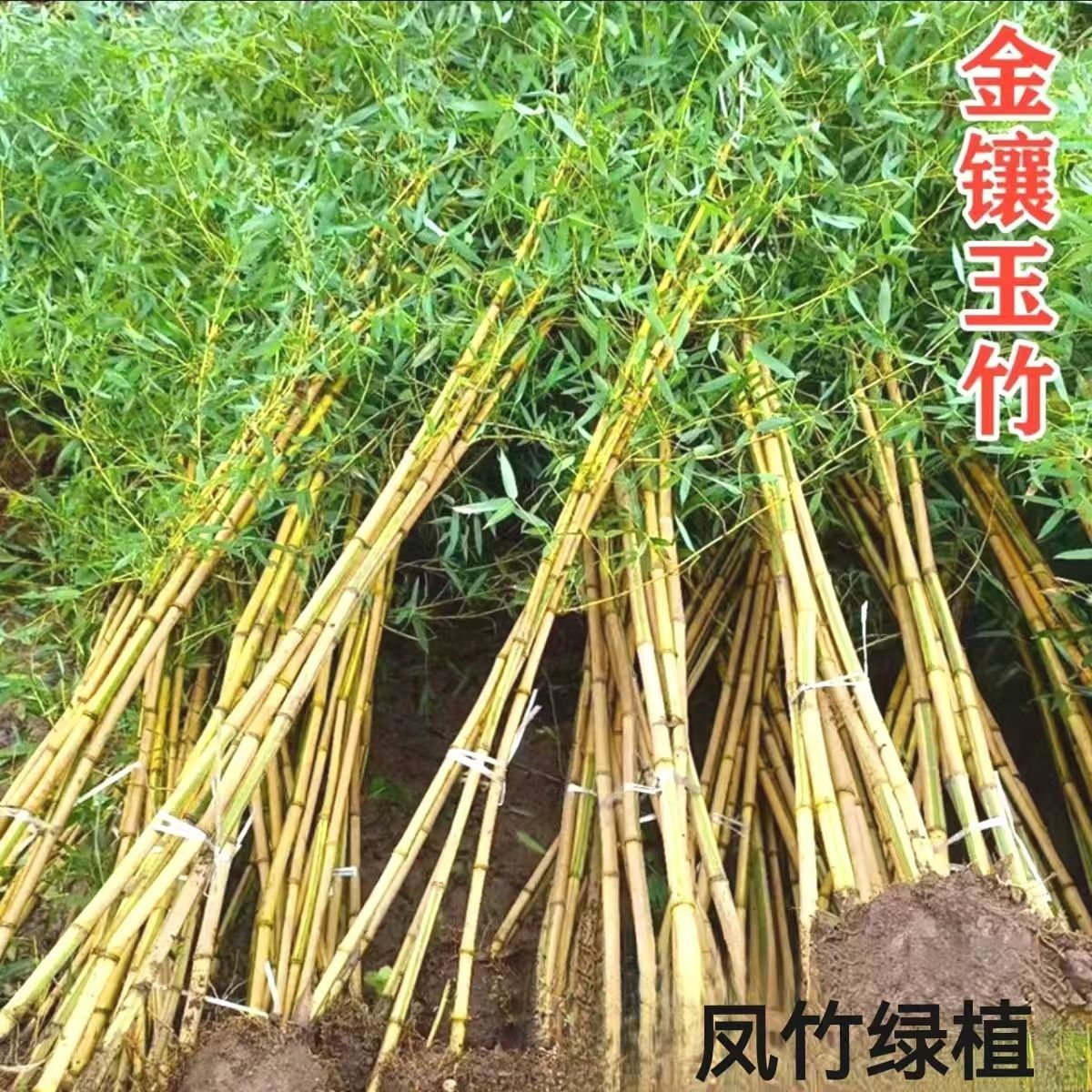 Bamboo Saplings, Courtyard Ornamental Cold-Resistant and Drought-Resistant Potted Plants, Outdoor Golden Bamboo, Gold-Encrusted Jade, Four-Season Arhat