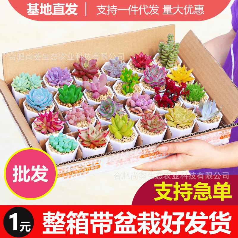 Succulent Plants Wholesale, Large Succulent Potted Flowers, Succulent Plants with Pots, Kindergarten Parent-Child Activity Gifts, Drop Shipping