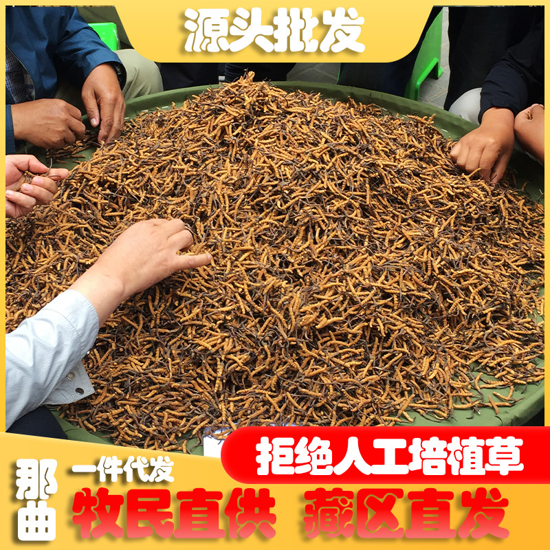 Оптовая продажа кордцепса из его естественной среды обитания в Цинхае, Юшу, высокогорный кордцепс для дропшиппинга