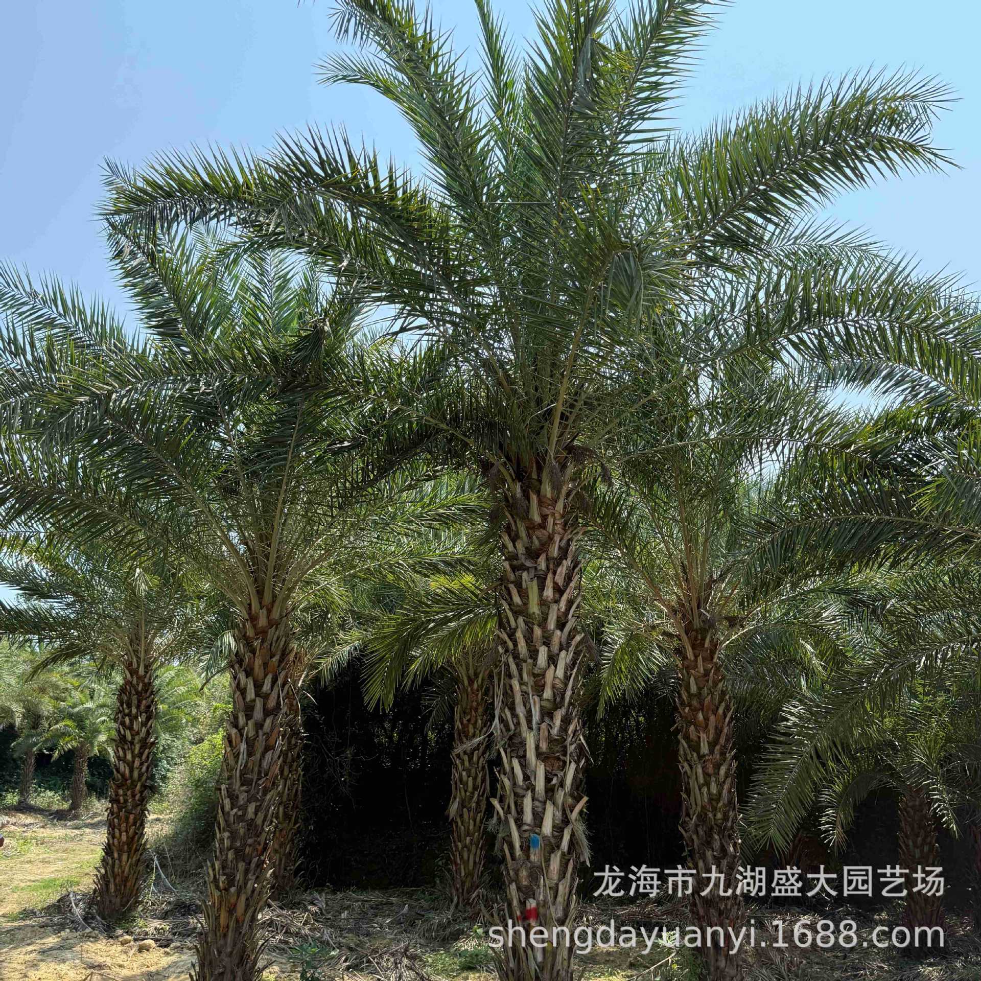 Transplanting Middle Eastern Sea Palm Trees in Fujian, Price of Curved Silver Sea Palm Trees in Zhejiang, Wholesale of Middle Eastern Sea Palm Trees with Root Control Device in Jiangxi