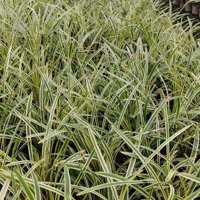 Golden-Edged Broad-Leaf Ophiopogon Japonicus, Golden-Leaf Calamus, Silver-Thread Grass, Silver-Edged Grass, Large Quantities Available at Favorable Prices