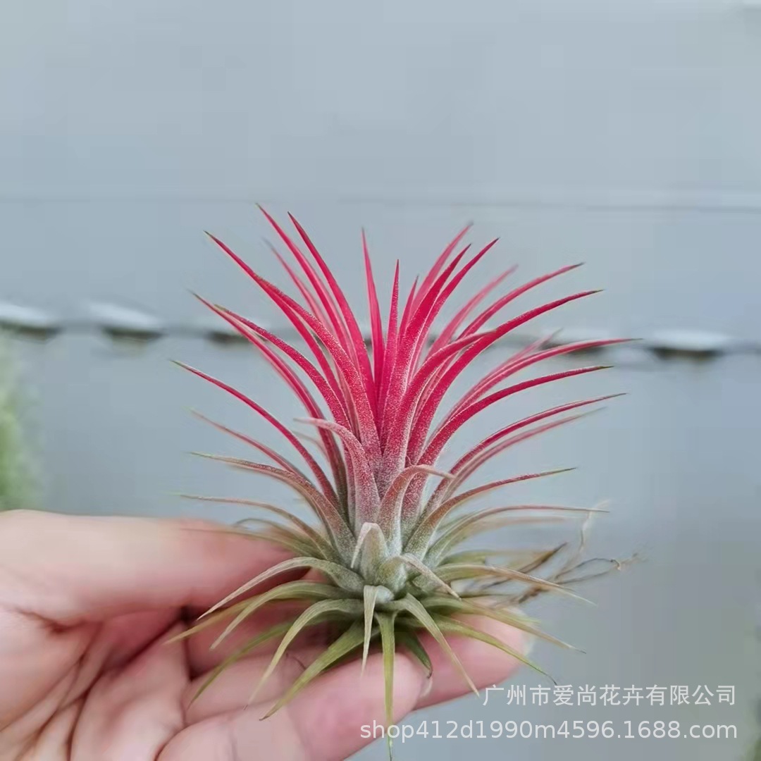 Air Pineapple Wholesale Soilless Plant Potted Small Octopus Elf Cotton Candy Flower Flowers Bei Kali Variety Green Planting