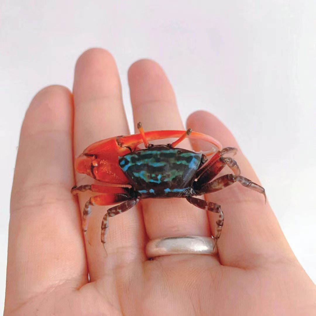 Wholesale Watermelon Crab, Chinese Sand Crab, Hermit Crab, Freshwater Crab, Lazy Desktop Pet, Easy to Raise and Live