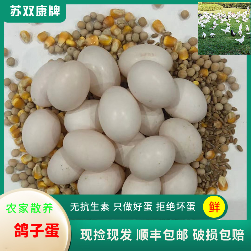 Wholesale of Pigeon Eggs, Whole Grains, Flying Pigeon Eggs, Now Picked up and Found, Farm-Raised Free-Range Grass Pigeon Eggs, Fresh