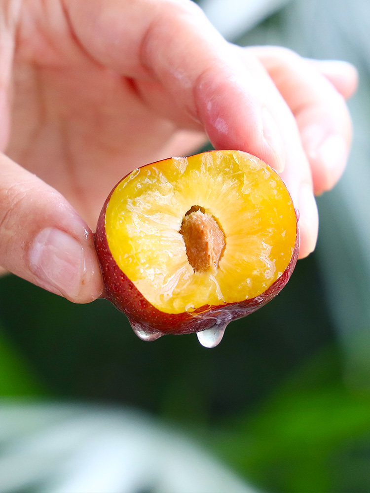 Sichuan Wenchuan Crispy Red Boneless Plum Phoenix May Crispy Fresh Fruit Green Crispy Plum Half Red Whole Box