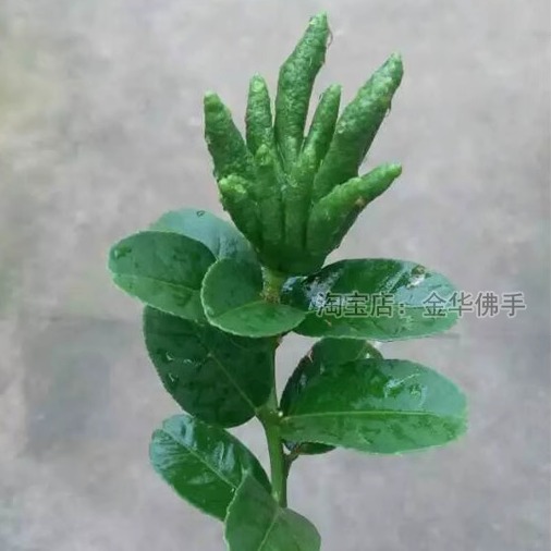 [Water-Cultured Small Fruits with Branches] Ornamental Fragrant Buddha's Hand Fruit Jinhua Buddha's Hand Fresh Fruit Fresh-Cut Branches Inserted into Vase Hydroponics