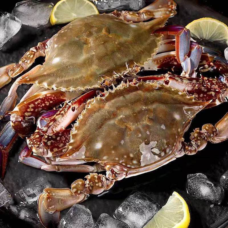 Fresh and Extra Large Seafood Pack of 1.5kg Frozen Zhejiang Sea Crabs White Crabs