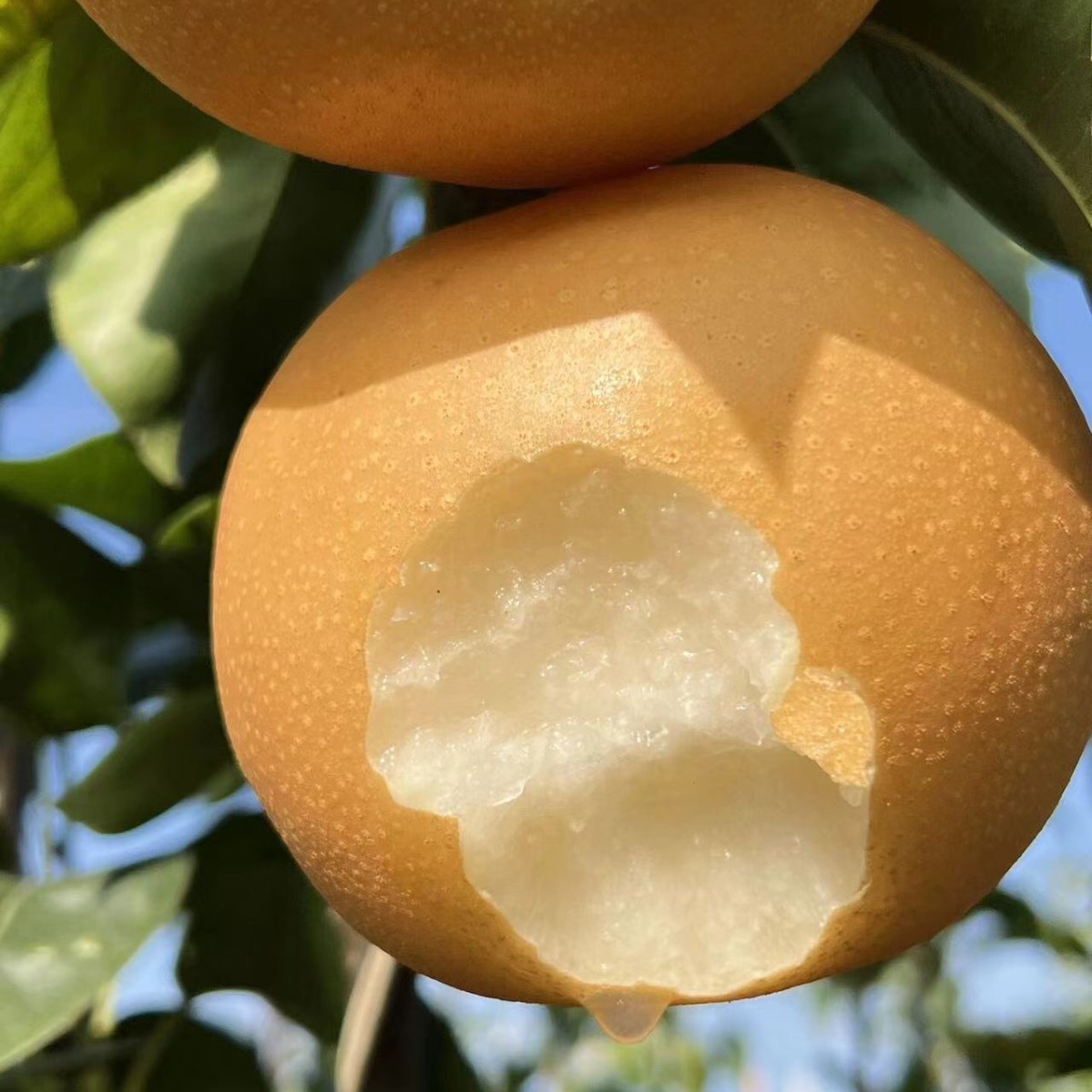 Shandong Laiyang Qiuyue Pear Laiyang Pear Whole Box Wholesale Thin Crisp Juicy Crisp Sweet Skin Thin Fresh Fruit Rock Sugar Pear