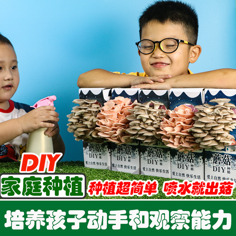 Mushroom Strand Planting Edible Mushroom Pleurotus ostreatus Mushroom Bag Box Children's Gift Mushroom Bag Family Fun Planting