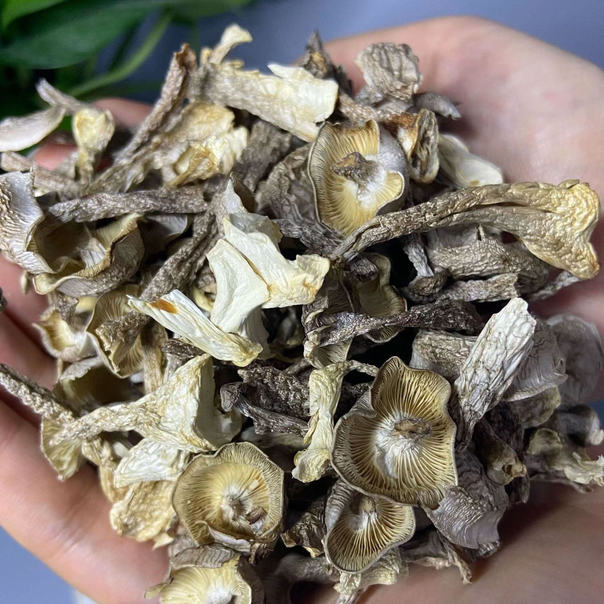 [net weight] pilose antler mushroom dry goods without desiccant pilose antler mushroom shredded crisp mushroom dumplings stuffing pilose antler mushroom shredded