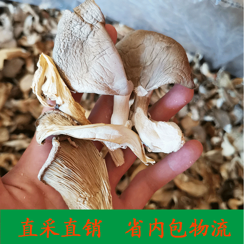 Base wholesale dried Pleurotus ostreatus 500g dried Pleurotus ostreatus dried edible fungus north and south dried bulk fungus bag