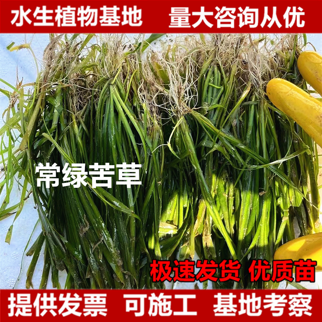 Саженцы карликовой вечнозеленой горькой травы, водные растения, подводные саженцы горькой травы, саженцы для очистки воды подводного леса, вечнозеленые круглый год