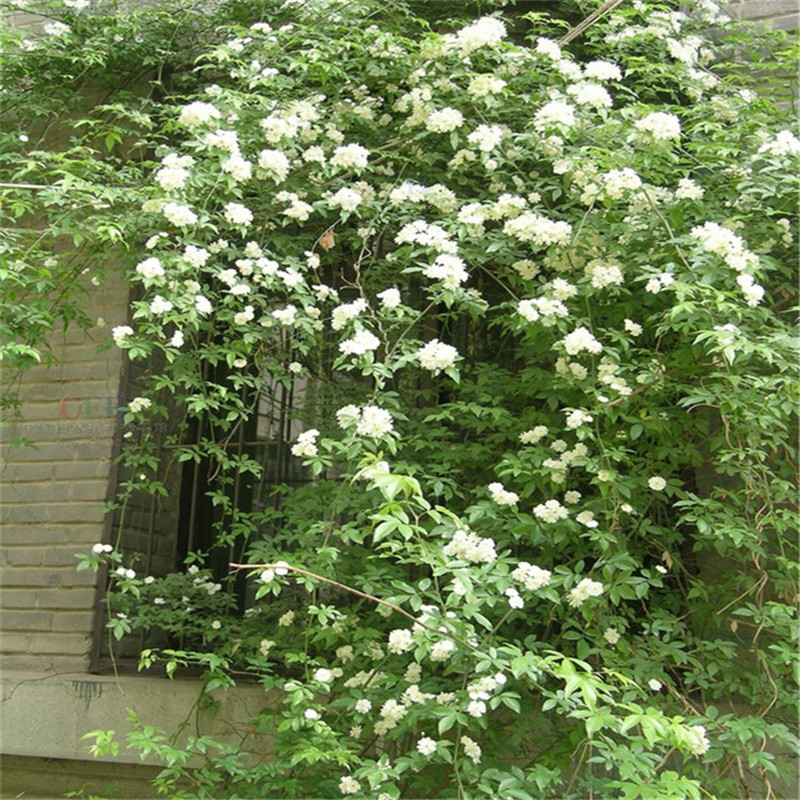 Redwood Fragrant White Wood Fragrant Flower Seedlings Potted Climbing Vines Strong Fragrance All Year Round Rose Climbing Florals Courtyard Yellow Wood Fragrant Florals