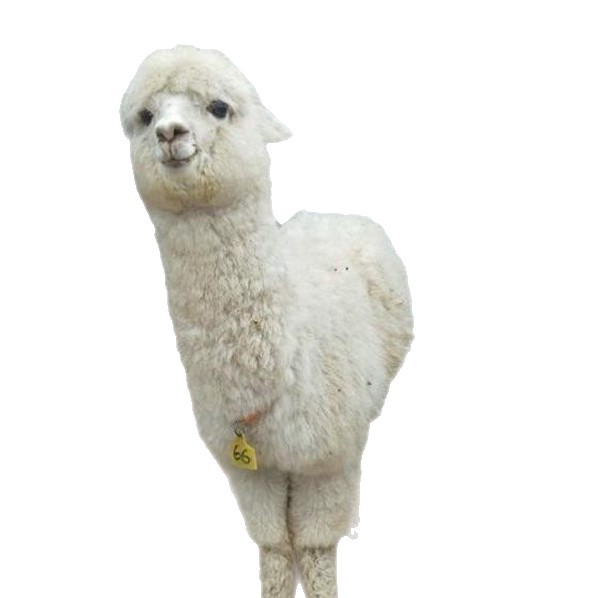 Cute Pet Alpaca Live Feeding Interactive Spitting Alpaca Family Park Pet Alpaca Price