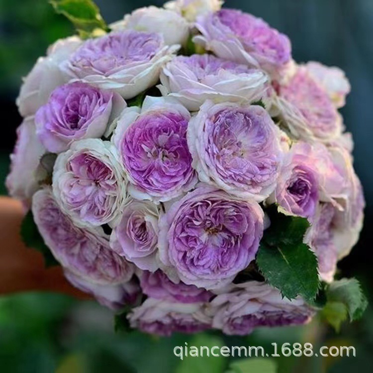 Rose Extra Large Flower Strong Fragrance Juice Balcony Courtyard Flower Plant Potted Rose All Year Round Rose Seedlings with Buds