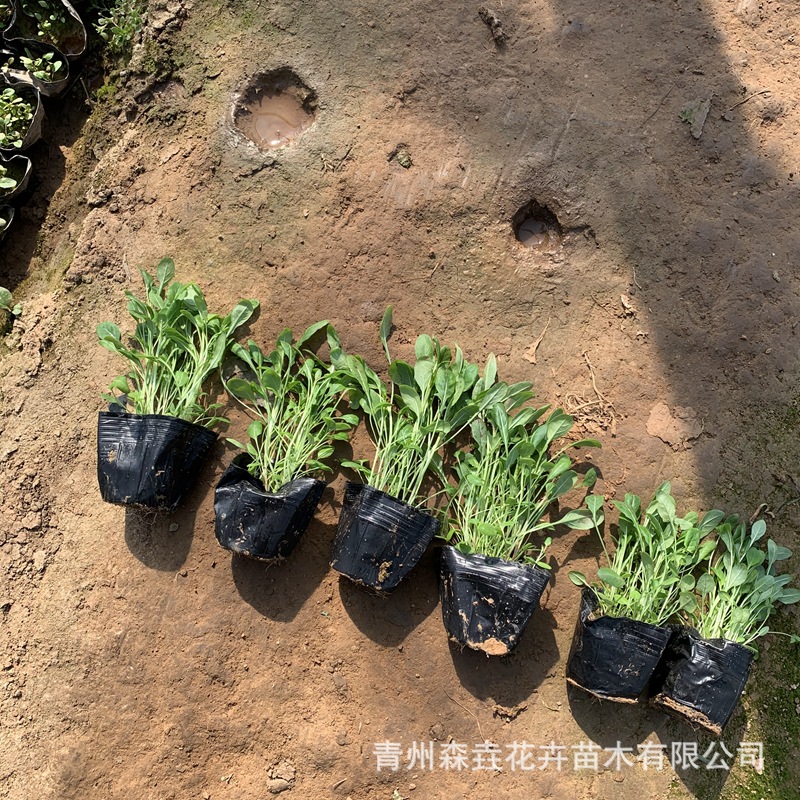 Beautiful Evening Primrose Base Wholesale Florals Greening Project Flower Seedlings Courtyard Evening Primrose Seedlings Wholesale