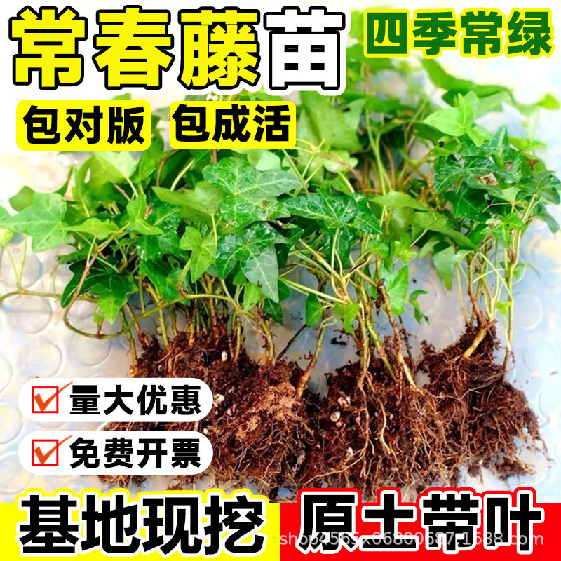 Саженцы плюща для двора и балкона, вьющиеся лозы, саженцы для ландшафтного дизайна, саженцы плюща, вечнозелёные морозостойкие растения для всех сезонов