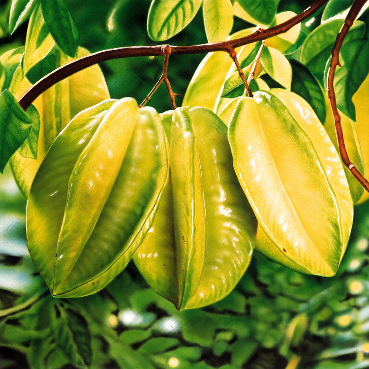 Fresh Starfruit from Fujian, Free Shipping, Freshly Picked and Shipped, Starfruit One-Piece Drop Shipping