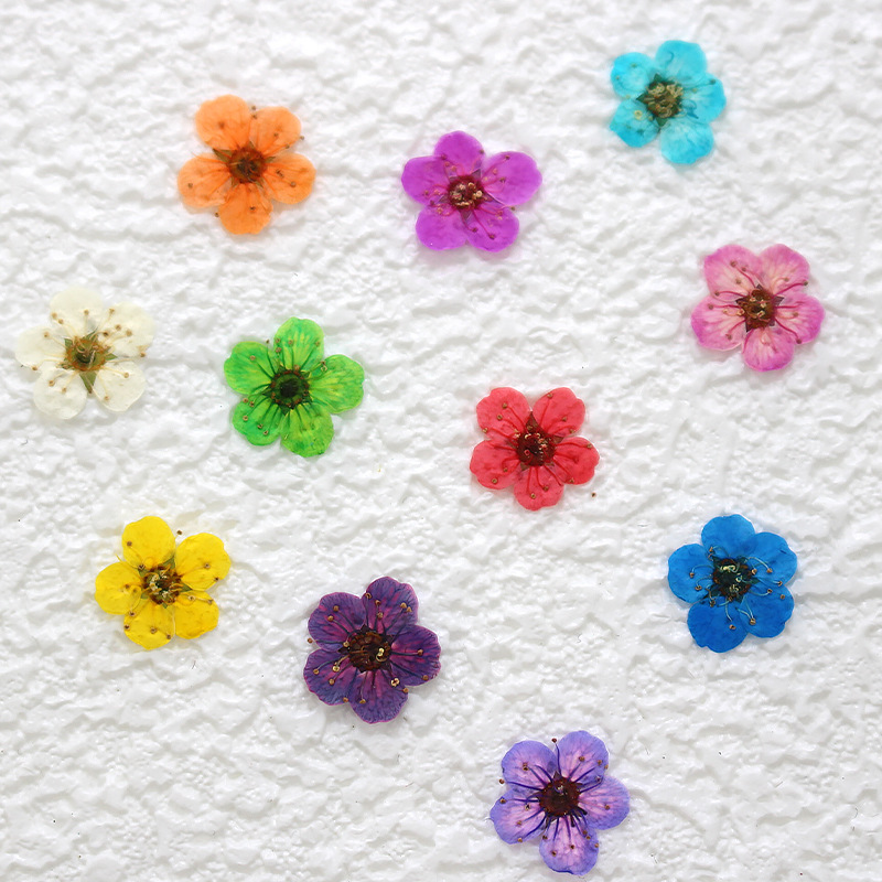 Маленький высушенный цветок нарцисса, тисненный образец растения, защитный чехол для мобильного телефона, закладка, ручная работа, наклейка с листьями для детского сада