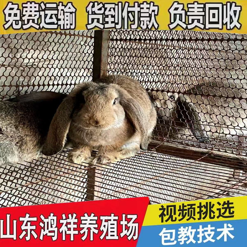 Shandong Promotes Live Ram Rabbits and Supplies Breeding Rams and Rabbits with Free Shipping Nationwide for Breeding and Ornamental Purposes