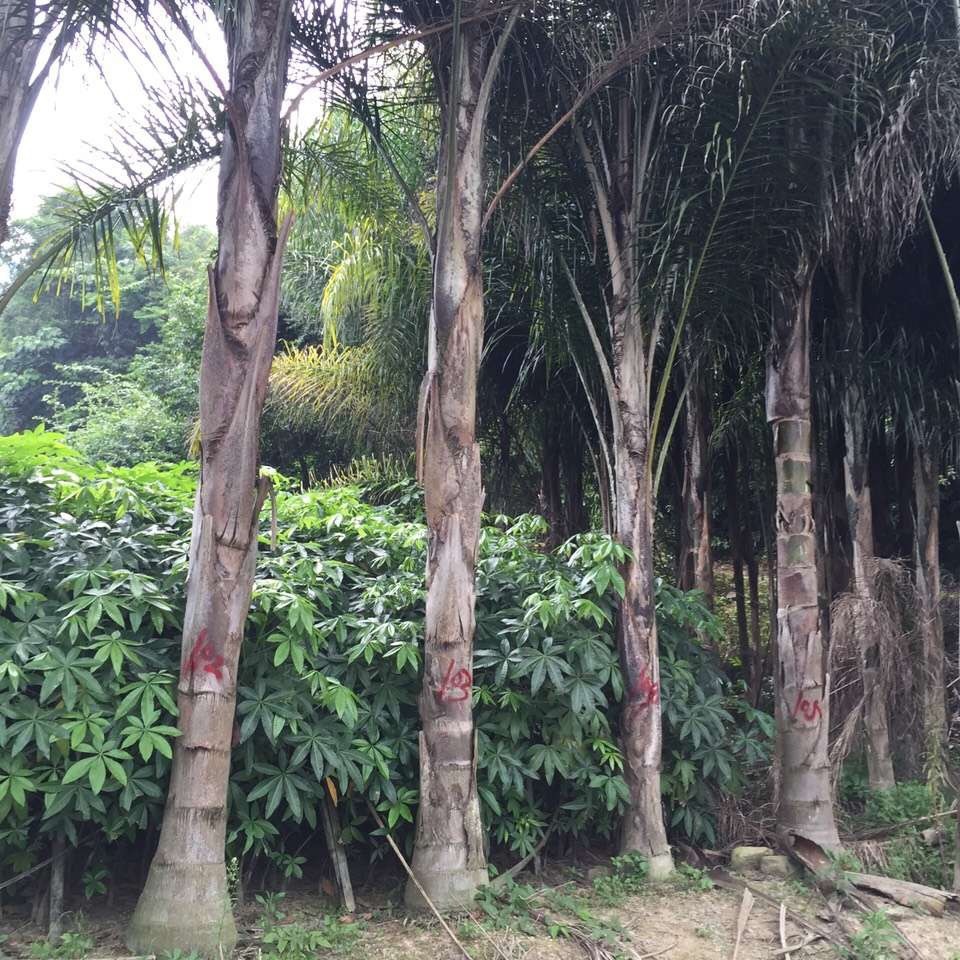 Fujian Jinshan Kwai Price Yunnan Queen Kwai Quote Queen Kwai Wholesale Queen Kwai Base Recent Market Situation