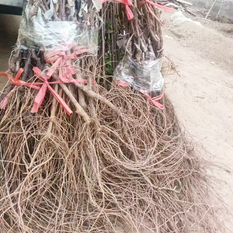 The Base Has Been Supplying Toon Saplings for Greenhouse Planting for Many Years. Edible Red Oil Toon Saplings Are Now Dug and Found