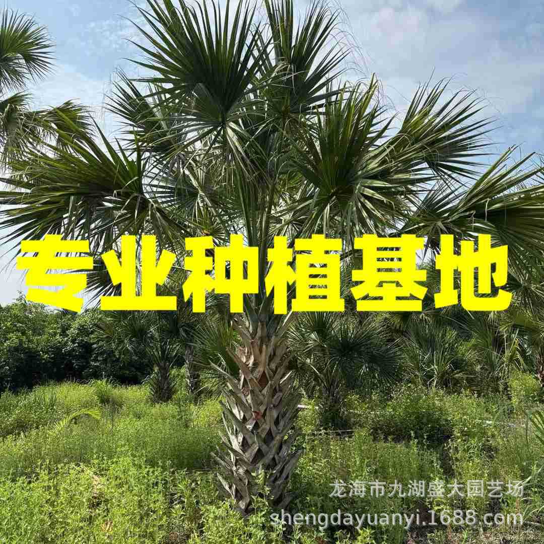 Цена на пальму капусту в Чжэцзяне, Цзянси, база драконьей чешуи, Фуцзян, товары для пересадки, оптовая продажа