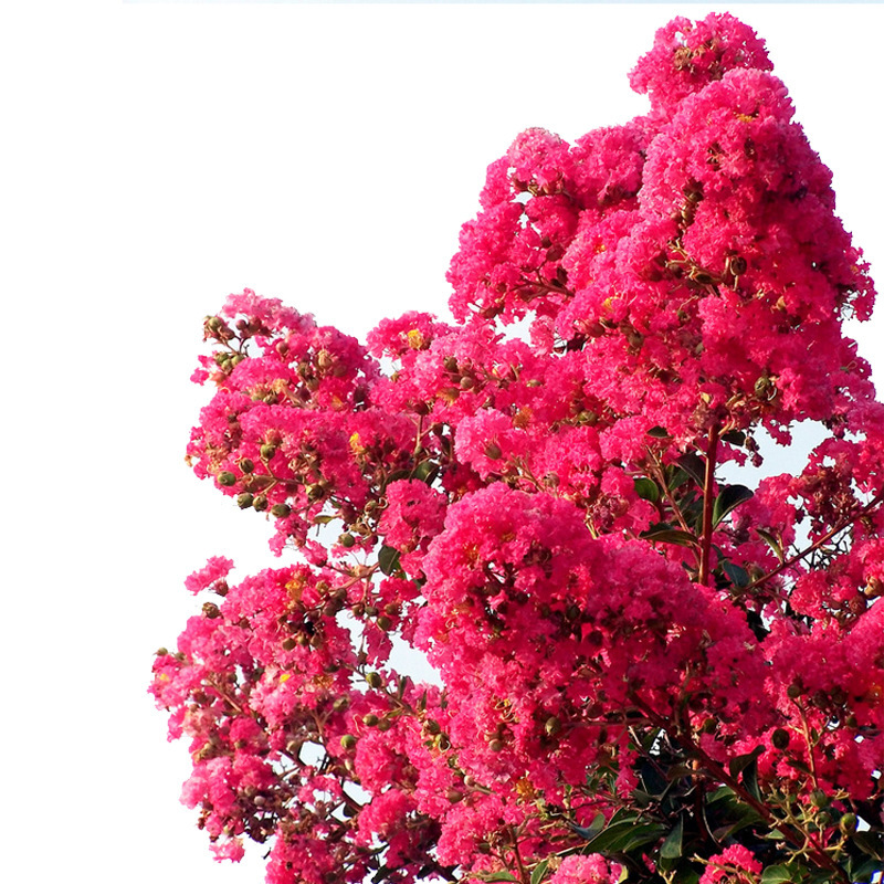 Base Wholesale Greening Crape Myrtle Saplings Red Flower Crape Myrtle Saplings Hundred Day Red Saplings Red Rocket Crape Myrtle Tree American Crape Myrtle