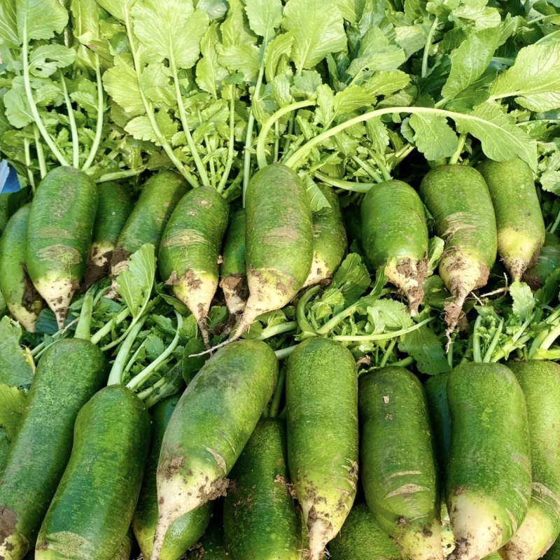 Shandong Weifang Fruit Radish Direct Delivery from the Place of Origin, Green Radish Free Shipping, Seasonal Fruit Radish Dropshipping