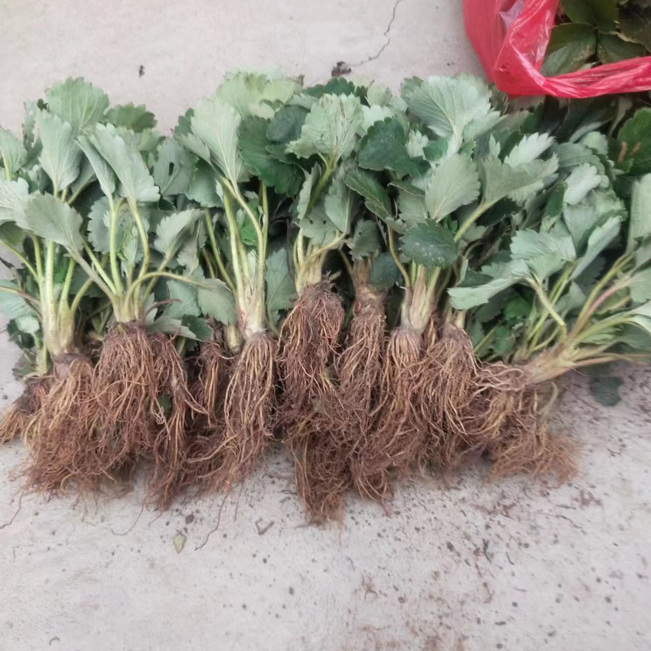 Four Seasons Strawberry Seedlings, Cream Red Strawberry Seedlings, Strawberry Potted Plants Planted in Greenhouses, Cream Grass That Bears Fruit in the Same Year