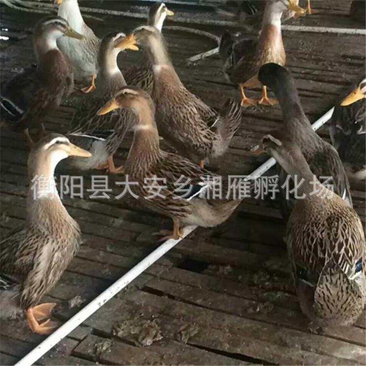 Wholesale Shelduck Ducklings, Shelduck Ducks, Large Ducks, Four Points a Day after Hatching, Shelduck Lace Ducklings, Live Ducklings